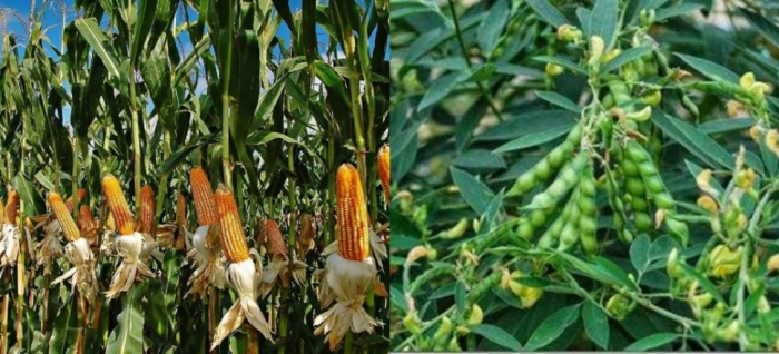 idea99maize_and_arhar.jpg idea99maize_and_arhar.jpg