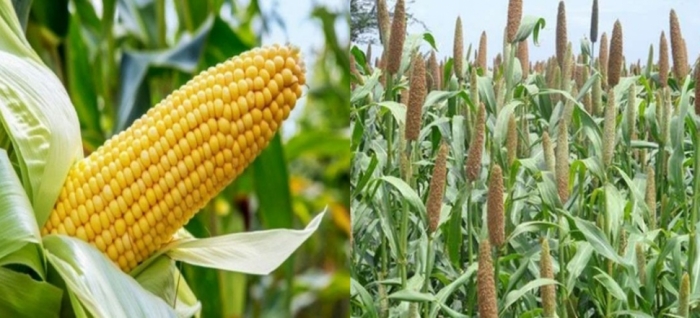idea99maize_and_pearl.jpg