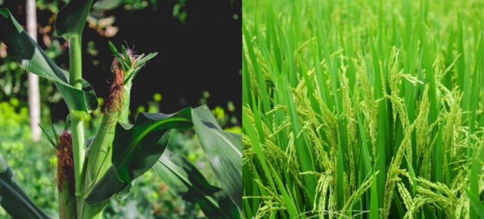 idea99maize_and_rice_06th_sep_solan.jpg