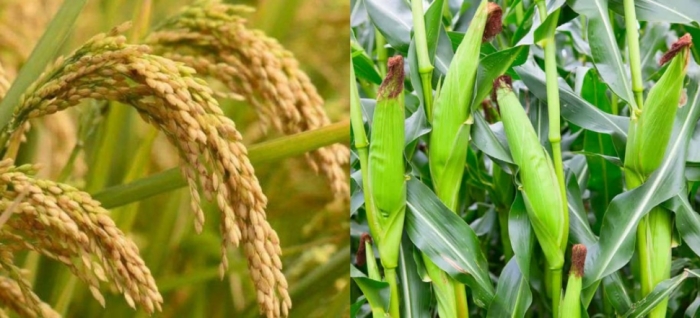 idea99maize_and_rice_himachal_pradesh.jpg