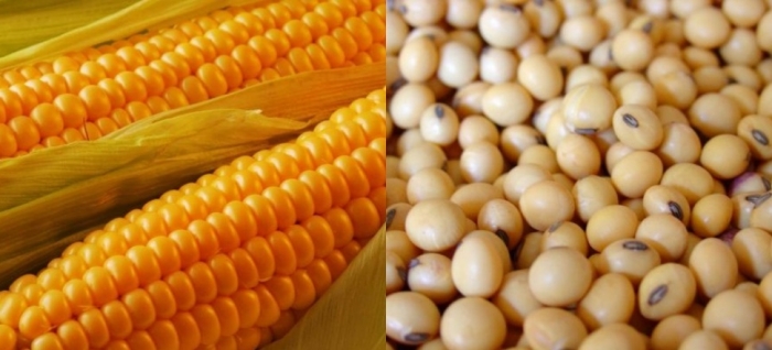idea99maize_and_soybean_udaipur.jpg idea99maize_and_soybean_udaipur.jpg