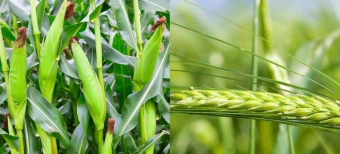 idea99maize_and_wheat.jpg idea99maize_and_wheat.jpg