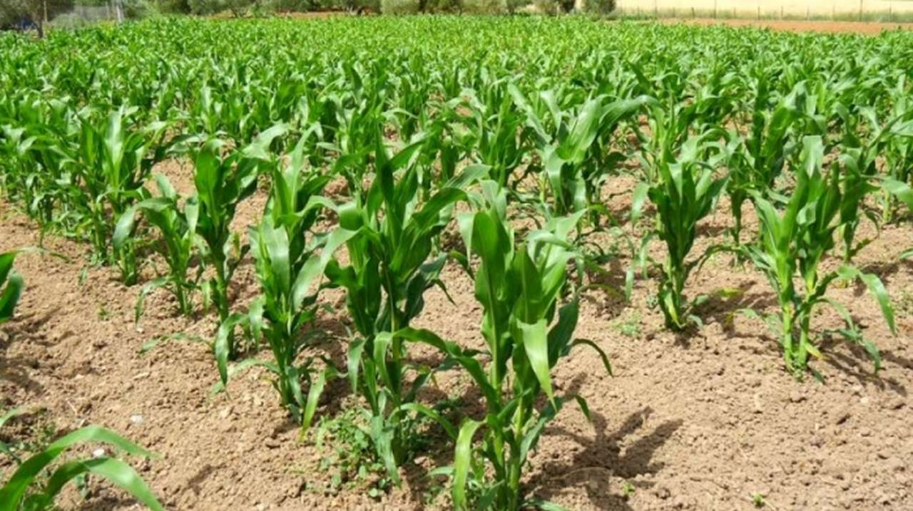 idea99maize_crop.jpg