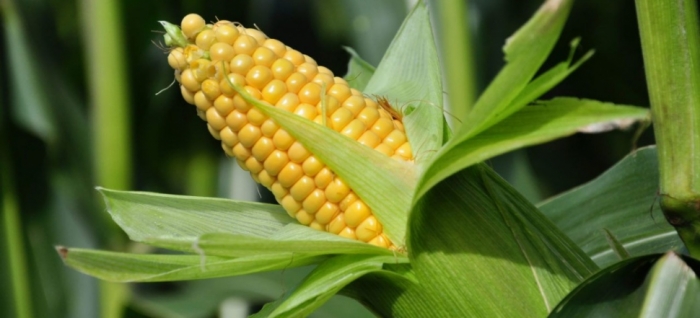 idea99maize_crop_14th_sep.jpg idea99maize_crop_14th_sep.jpg