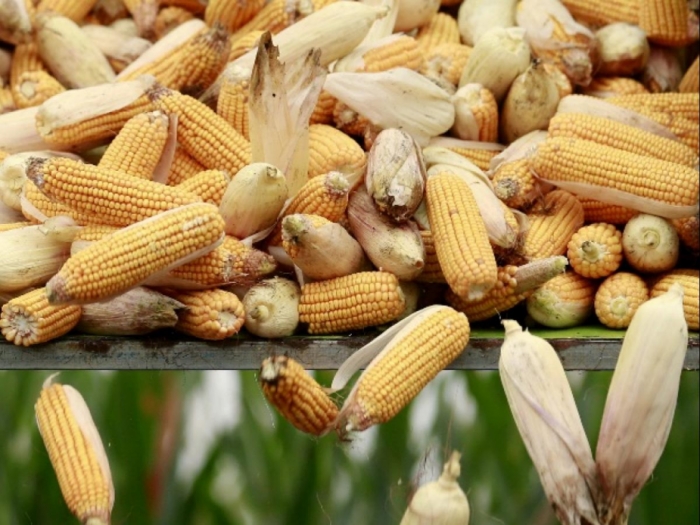 idea99maize_crop_in_uk.jpeg