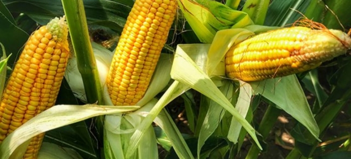 idea99maize_crop_pau.jpg