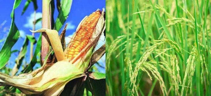 idea99maize_crops.jpg idea99maize_crops.jpg