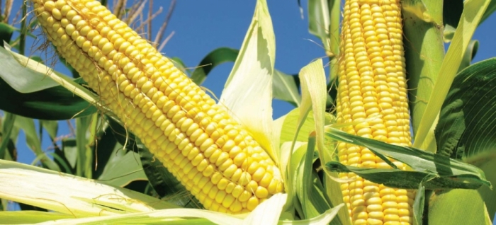 idea99maize_crops_(1).jpg