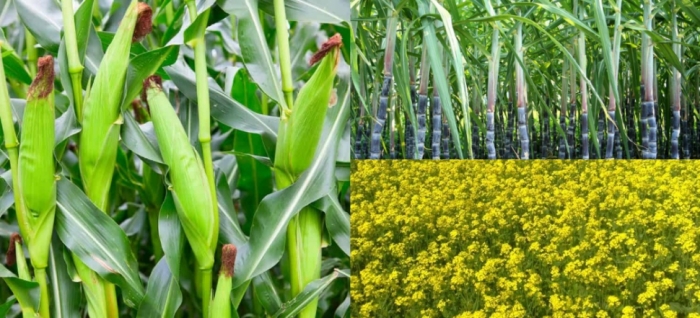 idea99maize_mustard_sugarcane.jpg