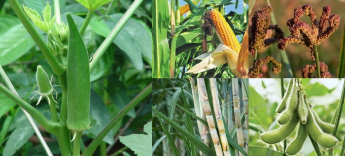 idea99maize_okra_sugarcane_soybean.jpg