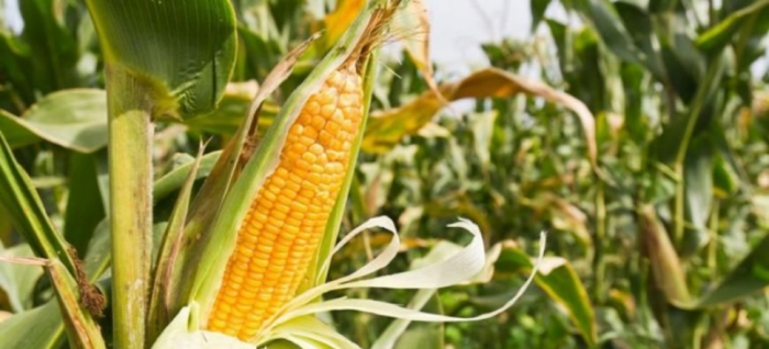 idea99maize_pau.jpg idea99maize_pau.jpg