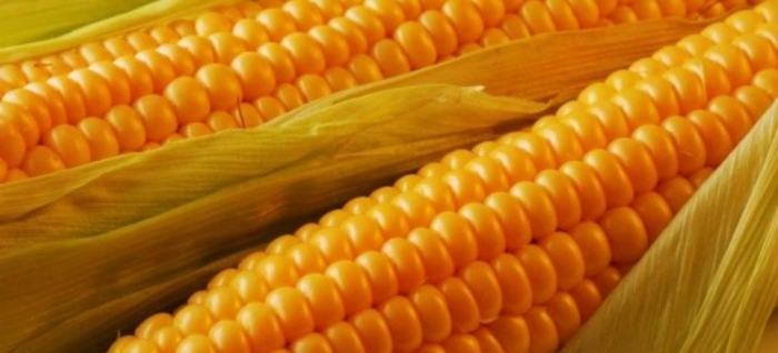 idea99maize_pau_25th_June.jpg