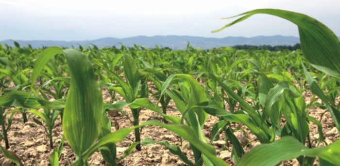 idea99maize_sowing_up.jpeg idea99maize_sowing_up.jpeg