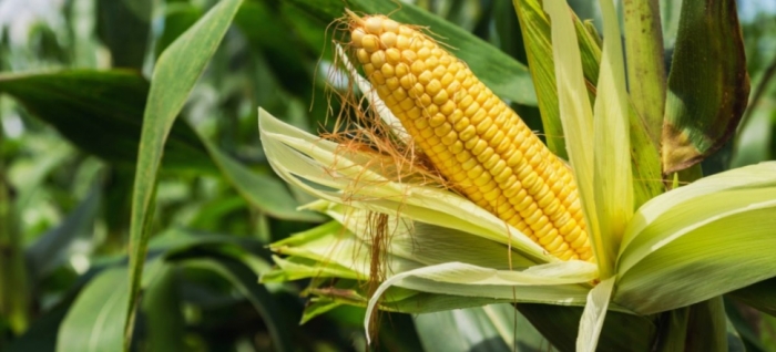 idea99maize_udaipur.jpg idea99maize_udaipur.jpg