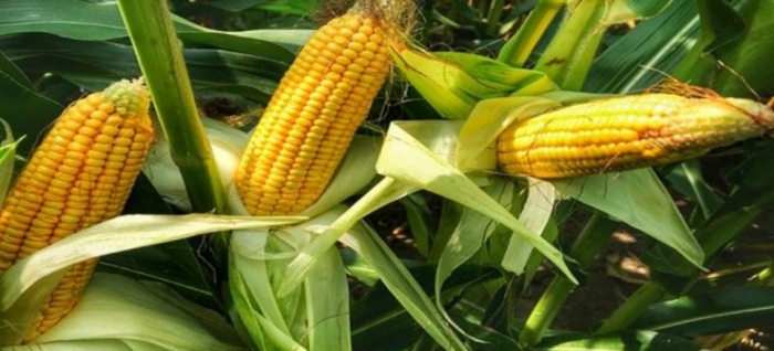 idea99maize_udaipurr.jpg