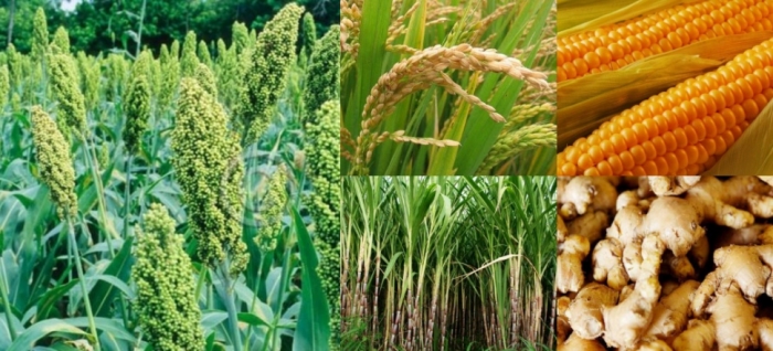 idea99maize_uttarkhand.jpg idea99maize_uttarkhand.jpg