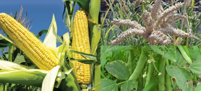 idea99maize_uttarkhand_05th_october.jpg