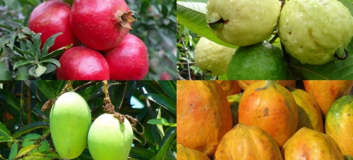 idea99mango_10th_Sep.jpg idea99mango_10th_Sep.jpg