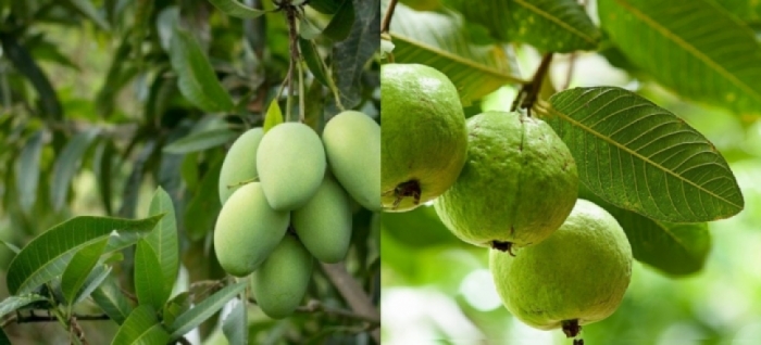 idea99mango_and_guava.jpg idea99mango_and_guava.jpg