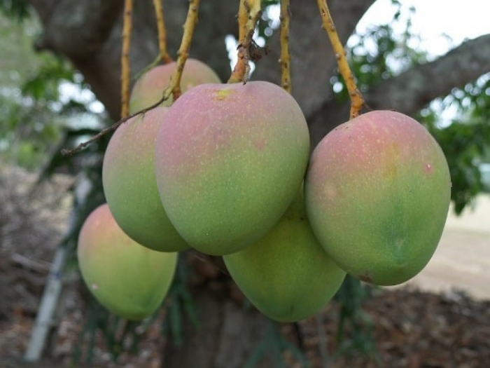 idea99mango_irrigation.jpg