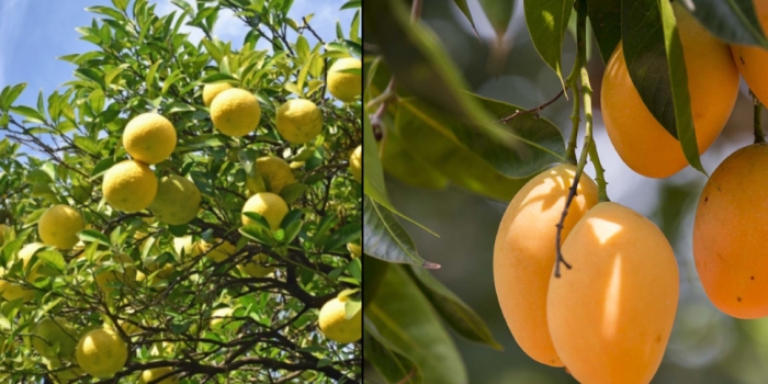idea99mango_lemon.jpg
