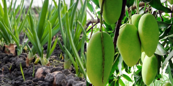 idea99mango_onion.jpg idea99mango_onion.jpg