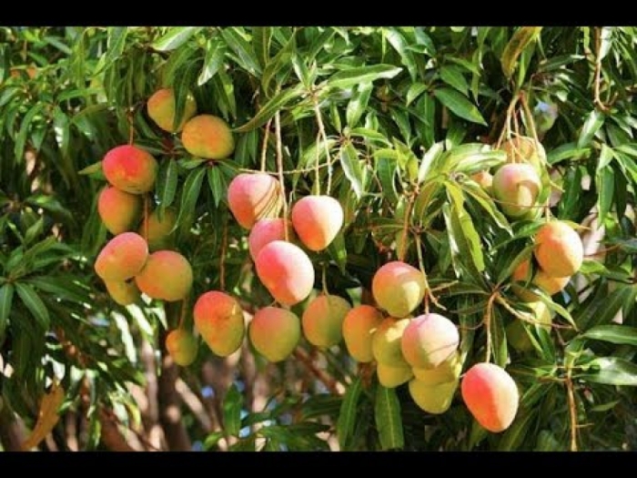 idea99mango_pest_attack.jpg