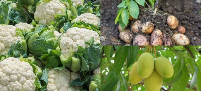 idea99mango_potato_cauliflower.jpg idea99mango_potato_cauliflower.jpg