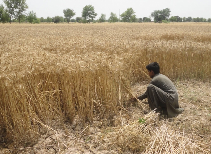 idea99manual_harvest.jpg idea99manual_harvest.jpg