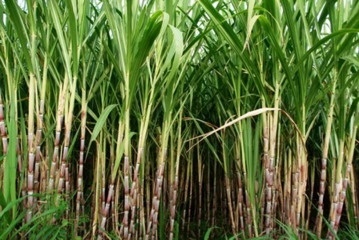 idea99march_sugarcane.jpg