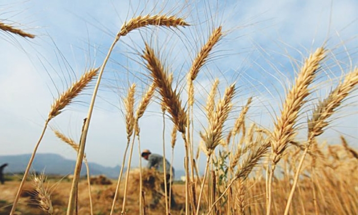 idea99march_wheat.jpg
