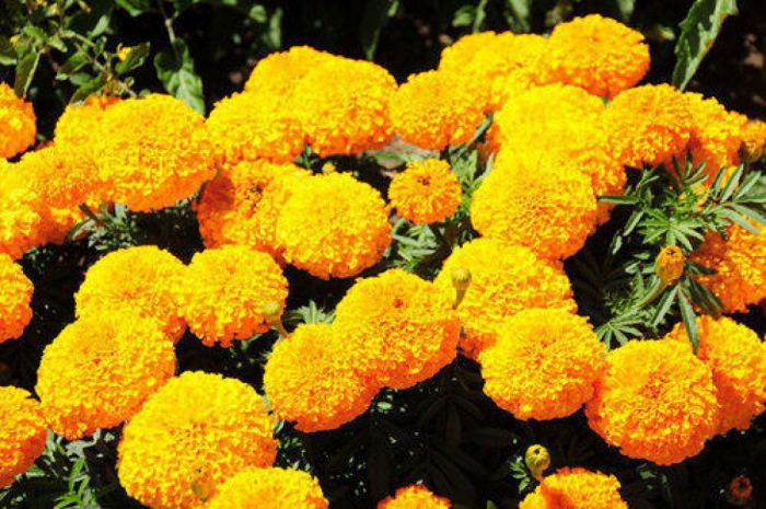 idea99marigold-ak.jpg