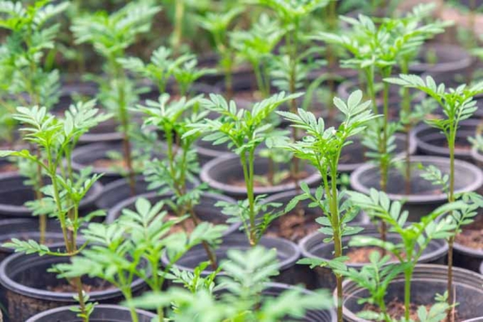 idea99marigold_seedling.jpg