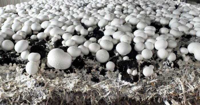 idea99may_mushroom_advisory.jpg
