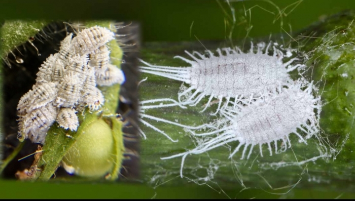 idea99mealybugs.jpg