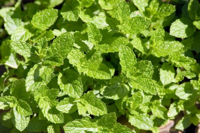 idea99mentha_UK.jpg