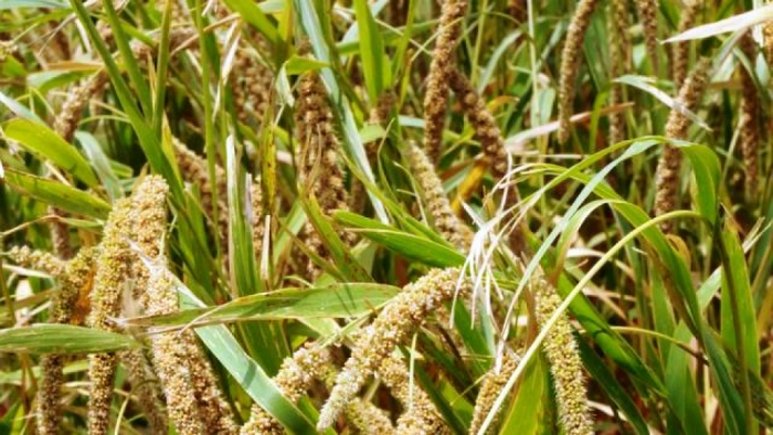 idea99millet_uk.jpg