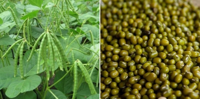 idea99moong-ak.jpg
