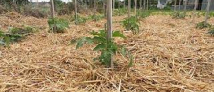 idea99mulching.jpg