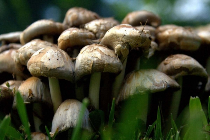 idea99mushroom-1219314_1920.jpg idea99mushroom-1219314_1920.jpg