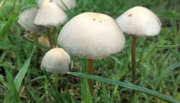 idea99mushroom-ak.jpg