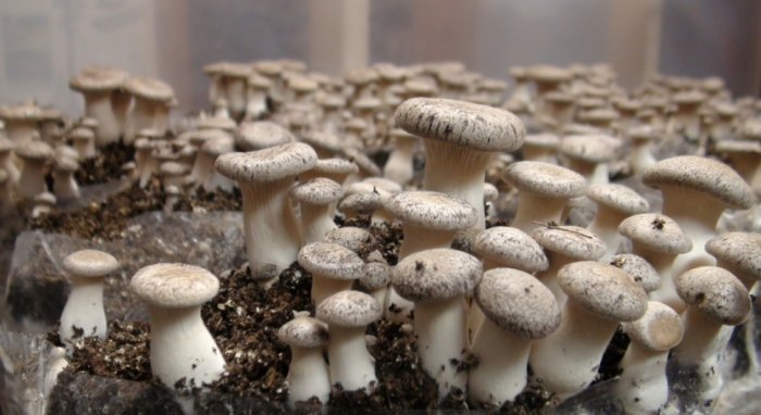 idea99mushroom_april.jpg