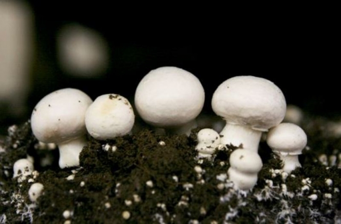 idea99mushroom_hp.jpg