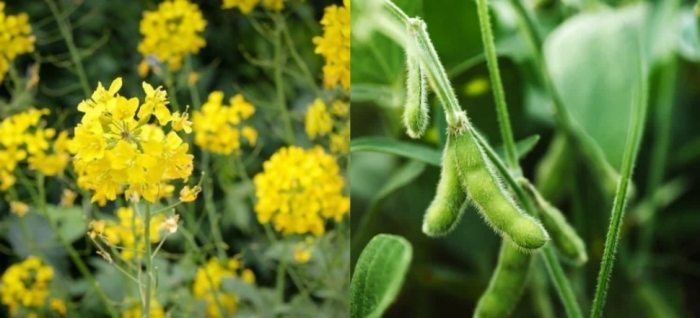 idea99mustard_and_soybean.jpg