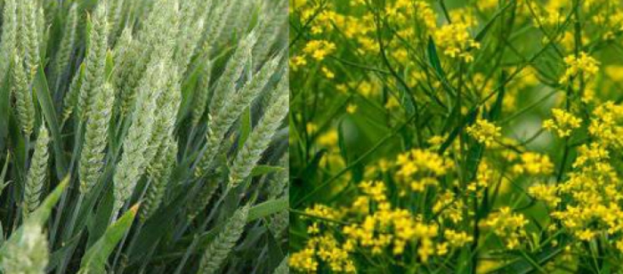 idea99mustard_and_wheat.jpg idea99mustard_and_wheat.jpg