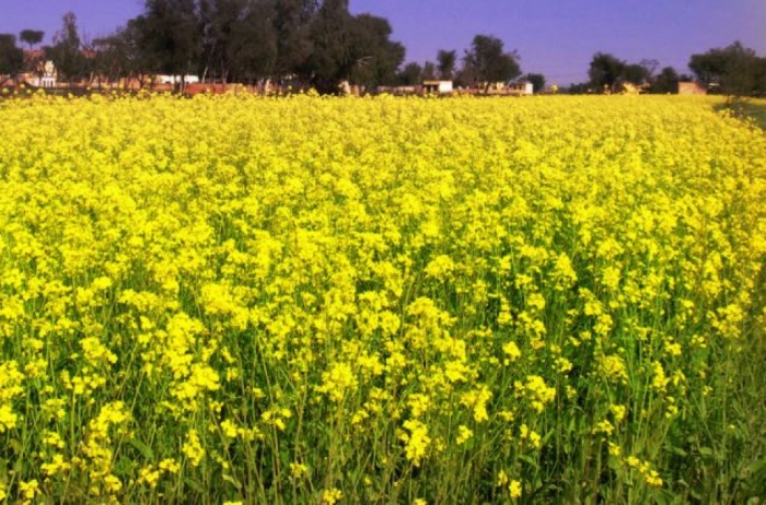 idea99mustard_crop.jpg