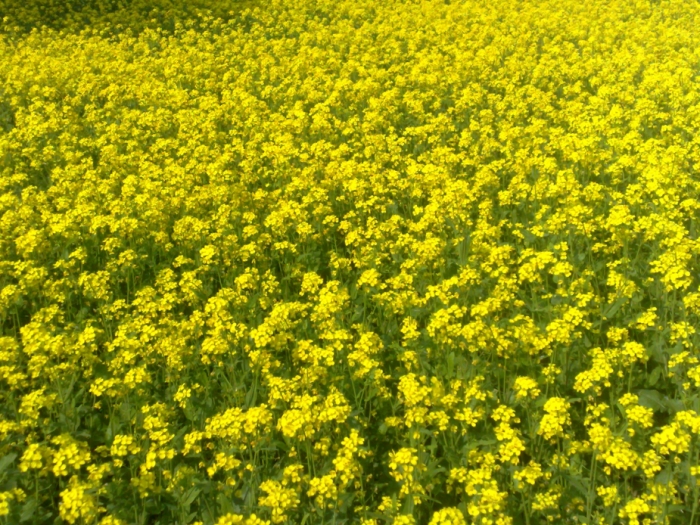 idea99mustard_crop_in_UK.jpg