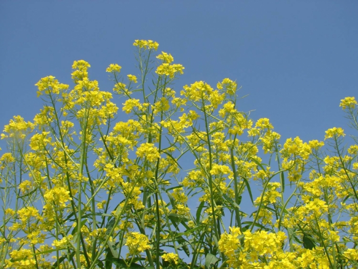 idea99mustard_crop_uk.jpg