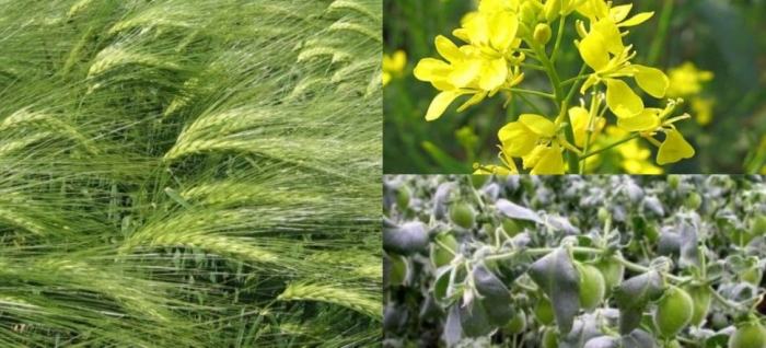 idea99mustard_gram_barley.jpg idea99mustard_gram_barley.jpg