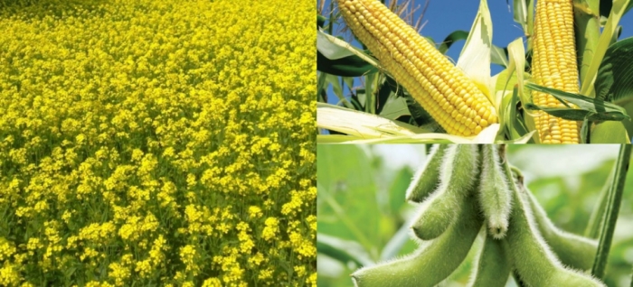 idea99mustard_maize_soyeabean.jpg